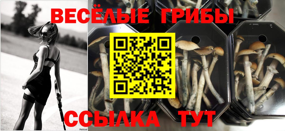 Псилоцибиновые грибы ЛСД  Галлюциногенные грибы Magic Shrooms  Курганинск  Вход с VPN 